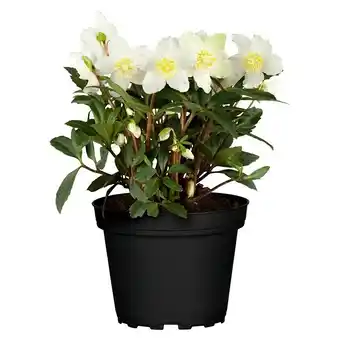 Bauhaus Piardino christrose (helleborus niger, topfgröße: 14 cm, weiß) Angebot