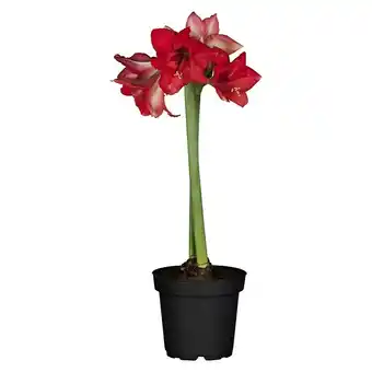 Bauhaus Piardino amaryllis (hippeastrum x hybrid, topfgröße: 12 cm, rot) Angebot