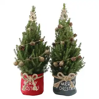 Bauhaus Piardino zuckerhut-fichte im weihnachts-jutebeutel (picea conica, topfgröße: 19 cm) Angebot