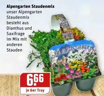 REWE Center Alpengarten Staudenmix Angebot