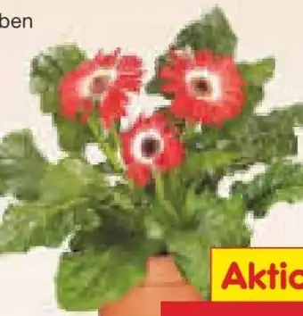 Netto Marken-Discount Gerbera Angebot