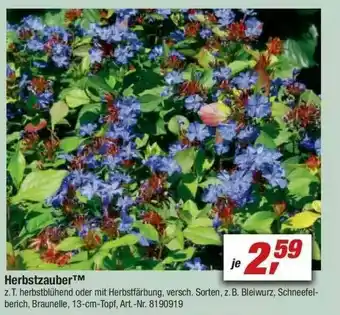 toom Baumarkt Herbstzauber Angebot