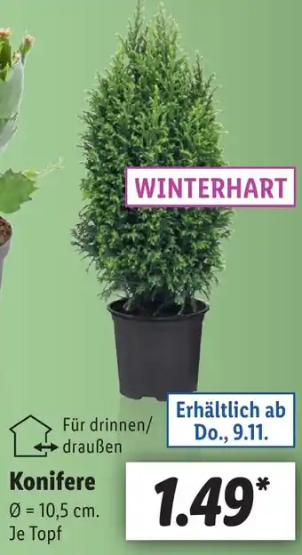 Lidl Konifere Angebot