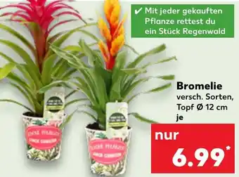 Kaufland Bromelie Angebot