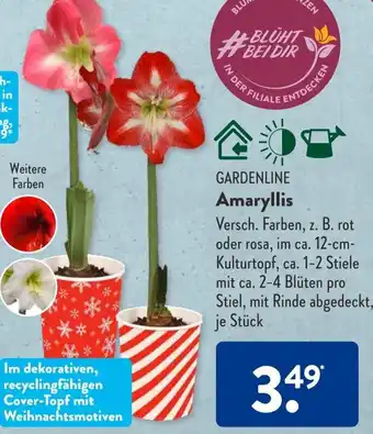 Aldi Süd GARDENLINE Amaryllis Angebot