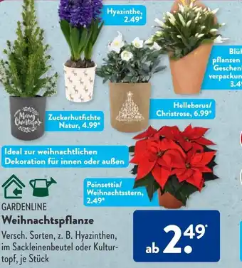 Aldi Süd GARDENLINE Weihnachtspflanze Angebot