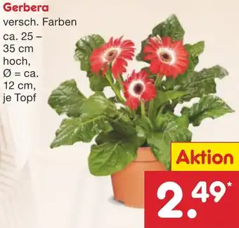 Netto Marken-Discount Gerbera Angebot