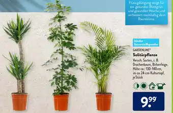 Aldi Süd Gardenline Solitärpflanze Angebot