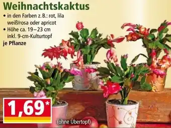 Norma Weihnachtskaktus Angebot