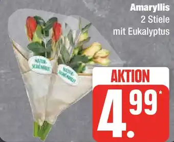 Marktkauf Amaryllis Angebot