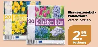 NETTO Blumenzwiebel Kollektion Angebot