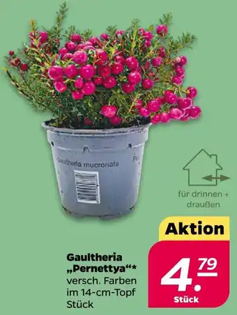 NETTO Gaultheria ,,Pernettya" Angebot