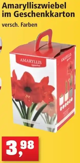 Thomas Philipps Amarylliszwiebel im Geschenkkarton Angebot