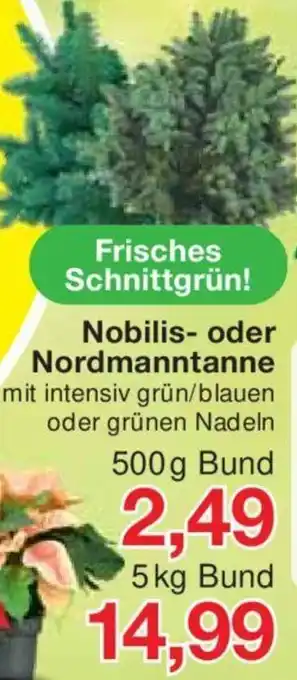 Jawoll Nobilis oder Nordmanntanne 500g Bund Angebot