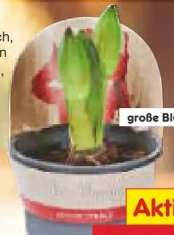 Netto Marken-Discount Amaryllis Angebot