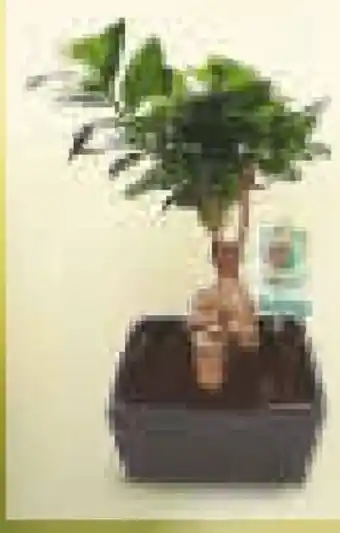 Netto Marken-Discount Bonsai Angebot