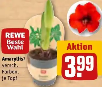 REWE Amaryllis Angebot