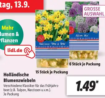 Lidl Holländische Blumenzwiebeln Angebot