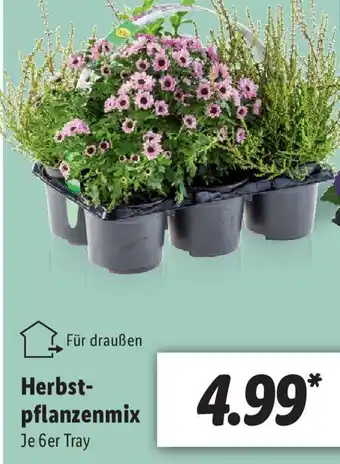 Lidl Herbstpflanzen Mix Angebot