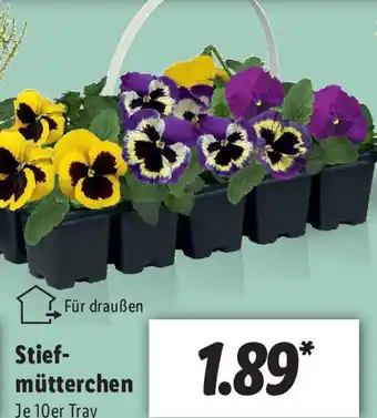 Lidl Stiefmütterchen Angebot