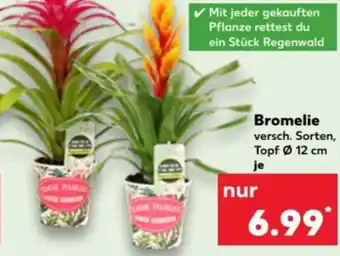 Kaufland Bromelie Angebot