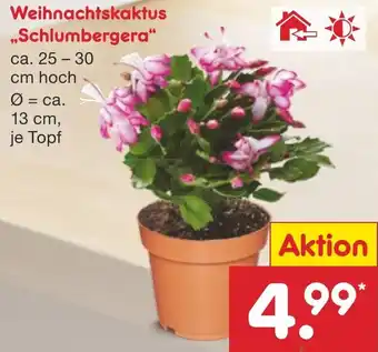 Netto Marken-Discount Weihnachtskaktus ,,Schlumbergera" Angebot