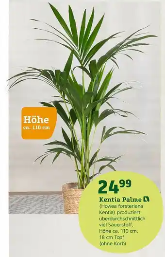 Pflanzen Kölle Kentia Palme Angebot