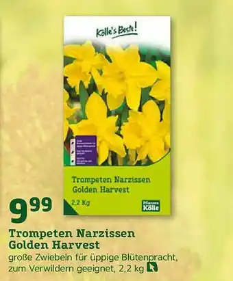 Pflanzen Kölle Trompeten Narzissen Golden Harvest Angebot