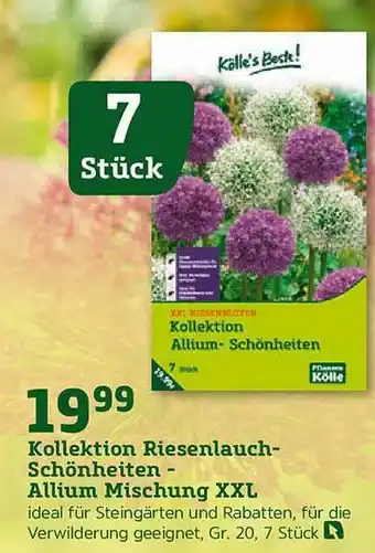 Pflanzen Kölle Kölle's Beste! Kollektion Riesenlauch-schönheiten - Allium Mischung XXL Angebot