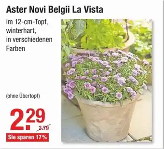 V Baumarkt Aster Novi Belgii La Vista Angebot