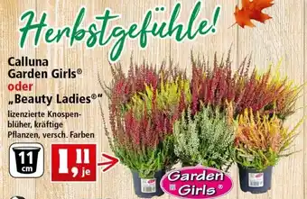 Thomas Philipps Calluna Garden Girls oder Beauty Ladies Angebot