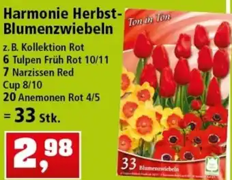 Thomas Philipps Harmonie Herbst Blumenzwiebeln Angebot
