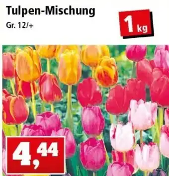 Thomas Philipps Tulpen Mischung Angebot