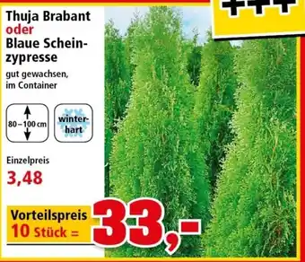 Thomas Philipps Thuja Brabant oder Blaue Scheinzypresse Angebot