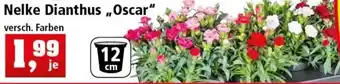 Thomas Philipps Nelken Dianthus Oscar Angebot