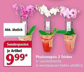 Globus Phalaenopsis 2 Trieber Angebot