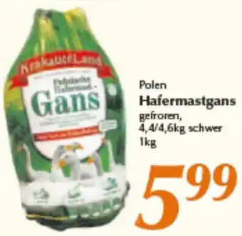 inkoop Polen Hafermastgans 1 kg Angebot