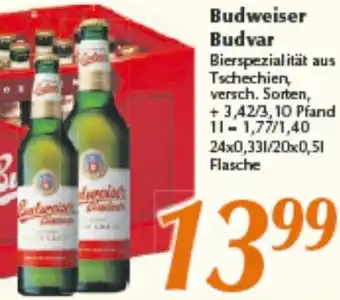 inkoop Budweiser Budvar 24x0,33 L/20x0,5 L Flasche Angebot