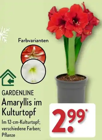 Aldi Nord GARDENLINE Amaryllis im Kulturtopf Angebot