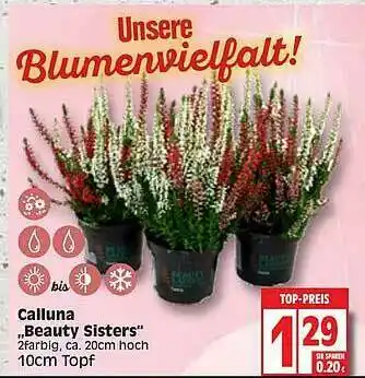 Edeka Calluna „beauty Sisters” Angebot