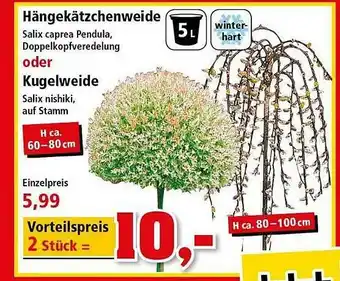 Thomas Philipps Hängelkätzchenweide Oder Kugelweide Angebot