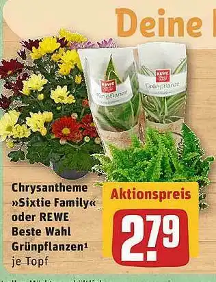 REWE Chrysantheme „sixtie Family” Oder Rewe Beste Wahl Grünpflanzen Angebot