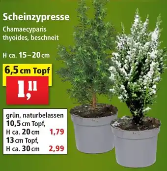 Thomas Philipps Scheinzypresse 6,5 cm Topf Angebot