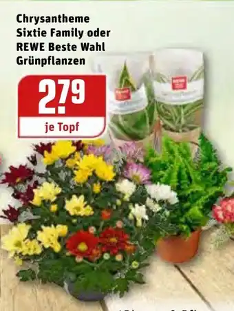 REWE Center Chrysantheme Sixtie Family oder Rewe Beste Wahl Grünpflanzen Angebot