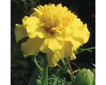 Hornbach Studentenblume tagetes patula 'nana' ø 9 cm topf Angebot