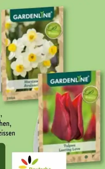 Aldi Nord Blumenzwiebel-Spezialität Angebot