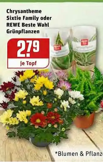 REWE Kaufpark Chrysantheme Sixtie Family Oder Rewe Beste Wahl Grünpflanzen Angebot