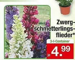 Zimmermann Zwerg Schmetterlings Flieder Angebot