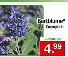 Zimmermann Bartblume Angebot