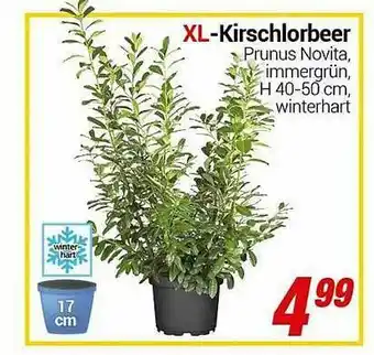 CENTERSHOP Xl-kirschlorbeer Prunus Novita Angebot